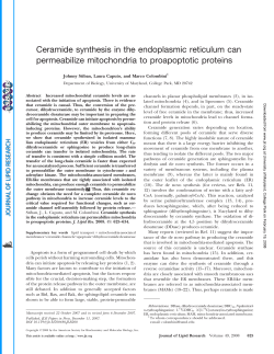 Ceramide synthesis in the endoplasmic reticulum can permeabilize