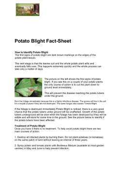 Potato Blight - Aeron Vale Allotments Trust
