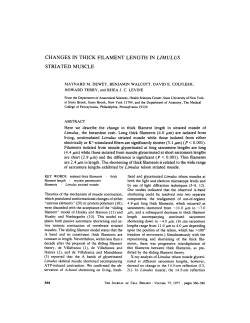 changes in thick filament length in limulus striated
