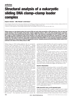 Structural analysis of a eukaryotic sliding DNA clamp&ndash;clamp loader