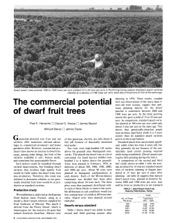 The commercial potential of dwarf fruit trees