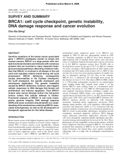 BRCA1: cell cycle checkpoint, genetic instability