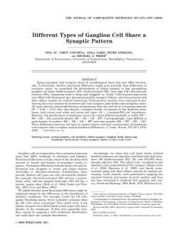 Different types of ganglion cell share a synaptic pattern