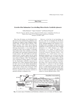 Growth of the Submarine Cave-dwelling Micro-bivalve