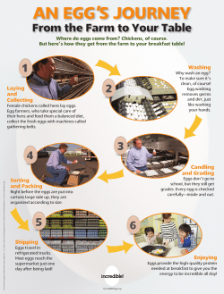 An Egg`s JournEy - American Egg Board