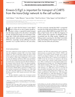 Kinesin-5/Eg5 is important for transport of - e