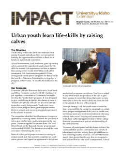 Urban youth learn life-skills by raising calves