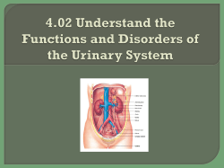 URINARY SYSTEM 6:12