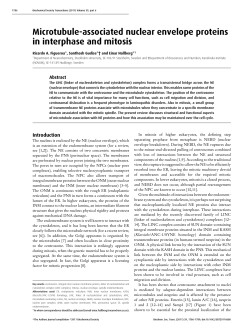 Microtubule-associated nuclear envelope proteins in interphase and