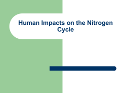 Human Impacts on the Nitrogen Cycle