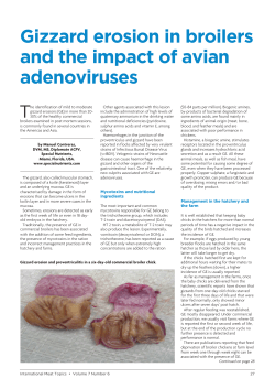 Gizzard erosion in broilers and the impact of avian adenoviruses