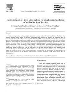 Ribosome display: an in vitro method for selection and evolution of