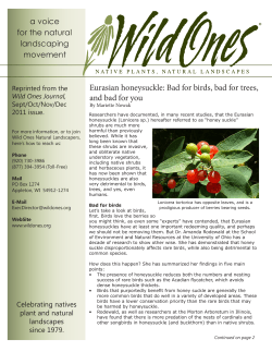 Eurasian honeysuckle: Bad for birds, bad for trees, and