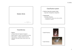 Modern Birds Classification system Tinamiformes