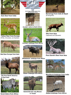Fallow Deer from Europe Axis Deer from India