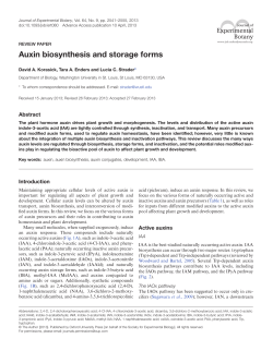 Auxin biosynthesis and storage forms