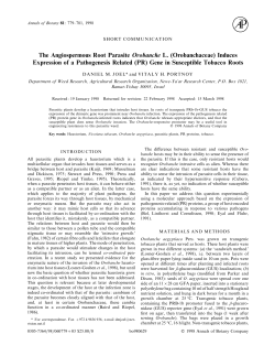SHORT COMMUNICATION. The Angiospermous Root Parasite