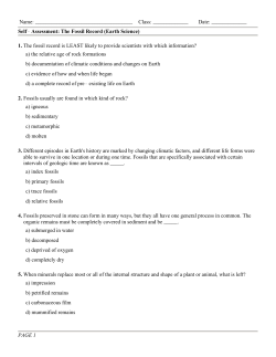 Self Assessment: The Fossil Record