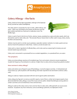 Celery Allergy – the facts