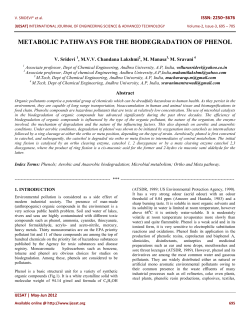 metabolic pathways for the biodegradation of phenol