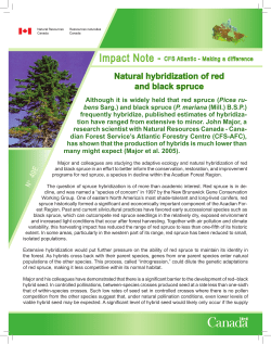 Natural hybridization of red and black spruce
