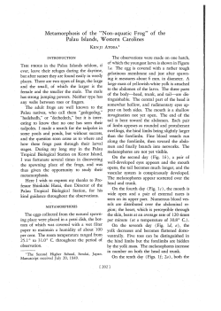 Metamorphosis of the &laquo;Non-aquatic Frog" of the