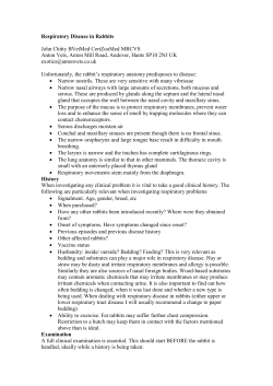 Respiratory Disease in Rabbits