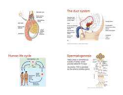 The duct system Human life cycle Spermatogenesis