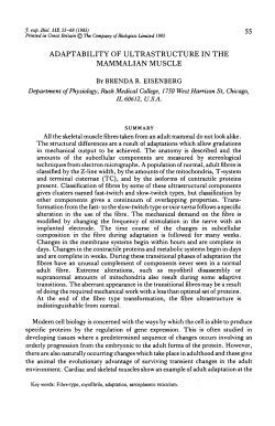adaptability of ultrastructure in the mammalian muscle