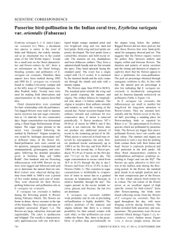 Passerine bird-pollination in the Indian coral tree, Erythrina