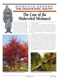 DD Disheveled Michauxii