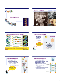 DNA Replication Watson and Crick Double helix structure of DNA