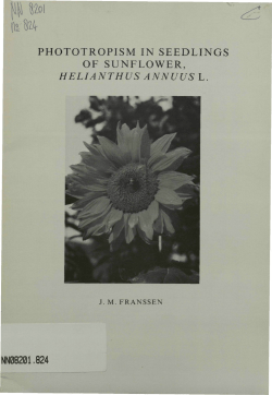 phototropism in seedlings of sunflower, helianthus annuus l.