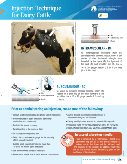 Injection Technique for Dairy Cattle