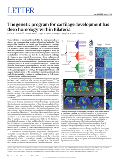 The genetic program for cartilage development has deep homology