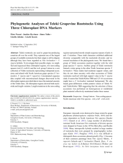 Phylogenetic Analyses of Teleki Grapevine Rootstocks Using Three