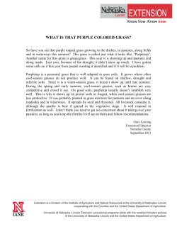 WHAT IS THAT PURPLE COLORED GRASS?