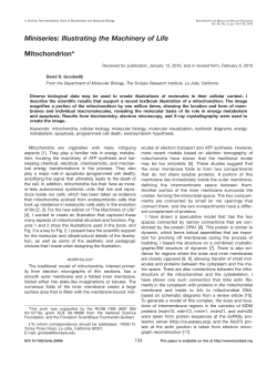 Miniseries: Illustrating the Machinery of Life Mitochondrion*