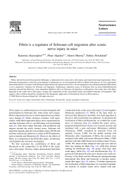 Fibrin is a regulator of Schwann cell migration after sciatic nerve
