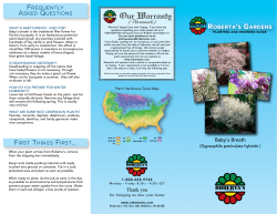 Baby`s Breath FREQUENTLY ASKED QUESTIONS