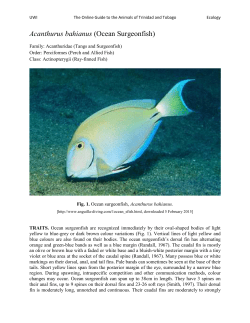 Acanthurus bahianus (Ocean Surgeonfish)