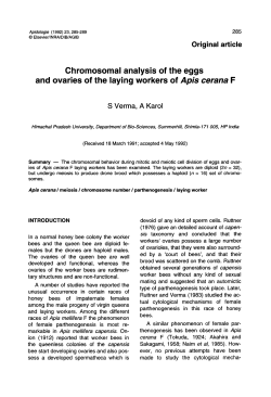 Chromosomal analysis of the eggs and ovaries of the laying workers