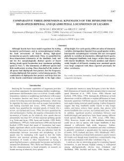 High-speed lizard locomotion