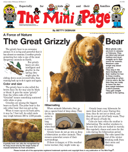 Grizzly Bears
