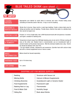 BLUE TAILED SKINK care sheet