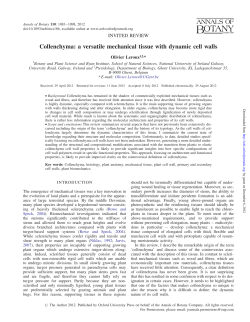 Collenchyma: a versatile mechanical tissue with dynamic cell walls