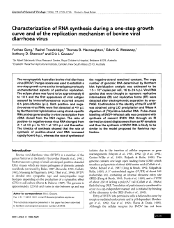 Characterization of RNA synthesis during a one