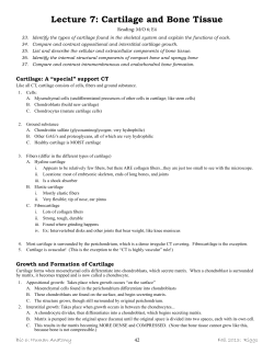 Lecture 7: Cartilage and Bone Tissue