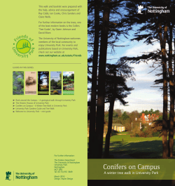 Conifers on Campus
