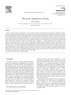 The many adaptations of bone